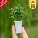開(kāi)時(shí)果 臺灣達摩小葉九里香 桌面微型趣味迷你盆栽綠植盆景源頭直發(fā)包郵 達摩九里香+長(cháng)形瓷盆