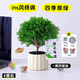 臨雅霧凇放青松綠植放輕松植物好養(yǎng)活四季辦公室桌面工位綠植室內(nèi)盆栽 霧凇+提拉米蘇盆+送小擺件