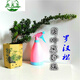語墨羅漢松盆景樹苗正宗雀舌紅芽黑珍珠小葉羅漢松樹苗小米葉盆栽 黑珍珠5年盆景素材苗帶土球 不含盆