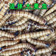 大麥蟲(chóng)活蟲(chóng)面包蟲(chóng)大號活餌倉鼠蜥蜴守宮金龍魚(yú)烏龜八哥畫(huà)眉活體蟲(chóng) 1斤大麥蟲(chóng)（5厘米）