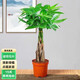 花友發(fā)財樹(shù)盆栽大型綠植辮子發(fā)財樹(shù)室內花卉盆景客廳創(chuàng  )意大型綠植 辮子發(fā)財樹(shù)50-60CM高 含 塑 料 花盆