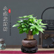 京云夢(mèng) 發(fā)財(cái)樹盆栽送禮室內(nèi)綠植小盆景花卉三桿發(fā)財(cái)樹+舍得盆源頭直發(fā)