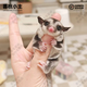 暮秋小主蜜袋鼯活物幼崽小飛鼠會(huì)滑翔蜜袋鼠寶寶蜜袋鼬活體寵物鼠活寵 原色幼崽母【推薦】