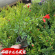 【店鋪】四季開(kāi)花紅石榴花卉帶花帶果客廳陽(yáng)臺桌面石榴樹(shù)趣味綠植 石榴盆栽4年品種帶花苞【1盆】 基地原土球+營(yíng)養肥發(fā)貨