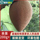 【順豐包郵】新鮮媽咪果熱帶稀有水果古巴神仙果回味香甜 1顆裝 小果【單果200-300g】