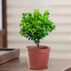佰花錦小葉赤楠帶花盆植物辦公室內(nèi)四季常青客廳綠植盆栽茶臺桌面擺件 1盆精品小葉赤楠基地原盆 10-20cm