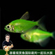 云峰海瑞 小型熱帶魚(yú)觀(guān)賞魚(yú)活體紅綠燈魚(yú)淡水水族魚(yú)寵物虎(四間魚(yú))皮魚(yú) 青檸檬天使拉拉  5條裝