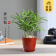 開(kāi)時(shí)果 羅漢松盆栽米葉造型盆景 四季常青耐寒好養花卉綠植源頭直發(fā)包郵 羅漢松8棵精選+原生土盆