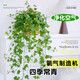 行湘常春藤吊蘭植物垂吊綠植盆栽 165#常春藤1盆+塑料原盆 源頭直發(fā)