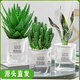 聽雪樓蘆薈盆栽室內(nèi)綠植物辦公桌多肉四季長(zhǎng)青花卉仙人掌 大號(hào)蘆薈+萬(wàn)重山+虎皮蘭（早安盆）
