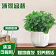 京云夢(mèng)薄荷盆栽陽(yáng)臺香草葉子驅蚊蟲(chóng)綠植活室內植物條紋盆源頭直發(fā)