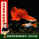 云峰海瑞小型熱帶魚(yú)觀(guān)賞魚(yú)孔雀魚(yú)雜袍孔雀魚(yú)天空藍活體活魚(yú)紅扇血紅 1公1母【鴻運當頭孔雀魚(yú)】