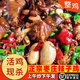 滿中滿正宗棗莊辣子雞散養(yǎng)土雞整只新鮮現(xiàn)炒山東臨沂炒雞年夜飯春節(jié)送禮 一年大公雞約3.5斤送煎餅 微辣