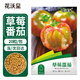 花沃里草莓番茄種子 鐵皮西紅柿水果蔬菜種子陽(yáng)臺種植盆小番茄種籽20粒