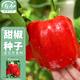 壽禾 辣椒種子苗不辣彩椒春季種植菜籽 濰豐賽爾娜2號紅甜椒種子25粒