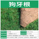 斡爾牧場草坪種子狗牙根帶殼包衣草籽四季常青護(hù)坡狗牙根庭院綠化草種