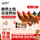 楊博士 皖南散養(yǎng)土雞4只 凈重4斤 未打鳴小公雞現(xiàn)宰童子雞三黃雞雞胗