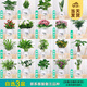 開時(shí)果 綠植盆栽桌面水培綠植 辦公室植物懶人盆景水養(yǎng)植物源頭直發(fā)包郵 【3盆自選】組合花卉綠植