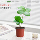 創(chuàng)京鑫選德國品質(zhì)墨西哥鐵樹四葉草盆栽辦公室內(nèi)情緒穩(wěn)定幸運草不支持退換 幸運double雙桿幸運四葉草原土