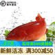 皆鄰東山島生鮮海捕東星斑 新鮮活凍 春節(jié)海鮮禮盒 石斑魚 年貨海鮮 1100-1200g/條
