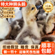 正宗特大種獅頭鵝苗純種假一賠十幼苗潮汕原種雛鵝成年斤鵝包活體 買4送1  共5只（每只130g左右）