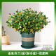 綠有意金魚吊蘭盆栽四季觀花植物金魚花室內(nèi)客廳觀花植物豆瓣綠四季常青 金魚吊蘭1盆【加侖盆】 含盆