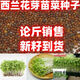 西蘭花芽苗菜種子西蘭花芽苗菜種籽水培蔬菜種子散裝論斤 【半斤】西蘭花芽苗菜種子