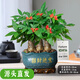 聽雪樓三桿發(fā)財(cái)樹盆栽桌面綠植擺件室內(nèi)辦公室客廳植物新房花卉 三桿發(fā)財(cái)樹+招財(cái)進(jìn)寶盆【冰裂藍(lán)釉】 含（吊牌+陶粒）