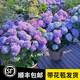 嫻雅5加侖無(wú)盡夏繡球花苗盆栽陽(yáng)臺庭院別墅大花四季八仙花卉耐寒植物 藍紫色 無(wú)盡夏母本大苗原盆原土