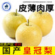 汀若國(guó)產(chǎn)香梨酥梨鴨梨新鮮水果生鮮 整箱約1.4-1.2斤/凈含量500g