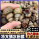 云映漁舟三斤裝特大號(hào)新鮮清水田螺鮮活的活體螺螄肉石螺螺絲水產(chǎn)順豐包活 特大清水田螺 1500g