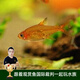 云峰海瑞 熱帶魚(yú) 觀(guān)賞魚(yú)燈科魚(yú) 觀(guān)賞魚(yú)小型淡水魚(yú)草缸群游 熱帶魚(yú)活體 噴火燈魚(yú) 8+2備損 共10條