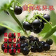【順豐空運】新鮮龍葵果黑天天黑悠悠黑呦呦黑星星端端水果 250g【嘗鮮裝】 順豐空運