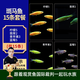 云峰海瑞熱帶魚(yú) 觀(guān)賞魚(yú) 觀(guān)賞魚(yú)小型 斑馬魚(yú) 活體 熱帶魚(yú)活體 小型魚(yú) 活魚(yú) 檸檬5翡翠2青蘋(píng)果3藍莓5共15