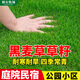 斡爾牧場草坪種子黑麥草包衣種子草籽四季常青護(hù)坡庭院綠化草種