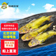 跑山密水農(nóng)家【冰鮮】 水庫嘎魚2斤 活魚現(xiàn)殺 燒烤 寶寶食材黃辣丁源頭直發(fā)
