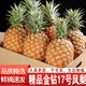 橙小士海南金鉆鳳梨17號自然熟現(xiàn)摘特大手撕無眼菠蘿新鮮水果整箱 5斤中果【3-4個】