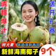 黃六爺海南椰青新鮮椰子當(dāng)季孕婦水果大果香椰子水去皮椰皇毛椰整箱特產(chǎn) 2顆 老椰（毛椰)【單果500-750g】