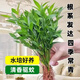 行湘竹柏水培綠植盆栽植物驅(qū)蚊花卉 竹柏20株不含瓶+營(yíng)養(yǎng)液 源頭直發(fā)