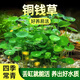 瘋狂水草銅錢草水培盆栽魚缸造景水草植物直接入缸凈化水質(zhì)養(yǎng)魚陰性一葉蓮 銅錢草1盆約15-20根