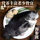 語(yǔ)森憶海參斑冰島進(jìn)口北極冰鮮去內(nèi)臟海參石斑魚(yú)海鮮海參魚(yú)深海魚(yú)無(wú)污染 海參斑1.9kg/兩條