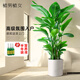 植男植女發(fā)財(cái)樹招錢樹天堂鳥金錢樹幸福樹白掌大綠植室內(nèi)辦公室客廳綠植 【天堂鳥】1.2-1.4m 白色圓柱形雙層樹脂盆