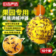 巨奇誘蠅球誘捕器滅果蠅粘蟲(chóng)球板誘蟲(chóng)球針?lè )湟T劑強力果蠅球10個(gè)裝