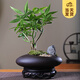 開時果 五福發(fā)財樹盆栽 中式禪意盆景植物書房茶幾擺件綠植源頭直發(fā)包郵 五福發(fā)財樹（鵝蛋盆+密胺底托）