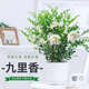 行湘九里香盆栽七里香盆景綠植 叢生九里香+中號菱形陶瓷盆 源頭直發(fā)