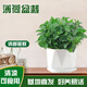 京云夢薄荷盆栽陽臺可食用香草驅(qū)蚊蟲綠植四季室內(nèi)室外棱形源頭直發(fā)
