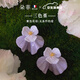 朵菲三色堇骨瓷耳釘小眾高級(jí)感新款耳飾 情人節(jié)生日禮物送女友老婆 云紫