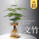 開時果 水培植物辦公室內(nèi)桌面盆栽 水養(yǎng)綠蘿水生花植物綠植源頭直發(fā)包郵 熱銷款：文竹（玻璃瓶+竹托） （加贈 營養(yǎng)液）