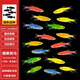 斑馬魚(yú)活體網(wǎng)紅好養金魚(yú)冷水大號七彩熒光紅藍淡水小型熱帶觀(guān)賞魚(yú) 【大號】糖果斑馬10送2（六色）