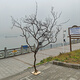 枯樹干樹枝裝飾許愿樹侘寂風(fēng)造景樹原木仿真樹客廳酒店學(xué)?；顒訕?帶底座干樹枝 高1米5